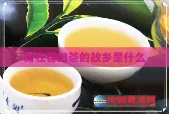 身在普洱茶的故乡是什么