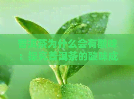 普洱茶为什么会有酸味：探究普洱茶的酸味成因及其影响