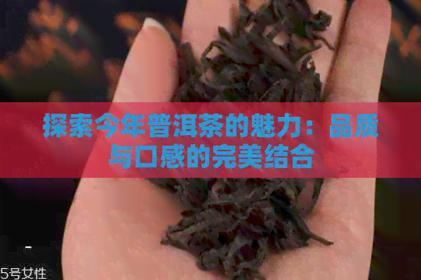 探索今年普洱茶的魅力：品质与口感的完美结合