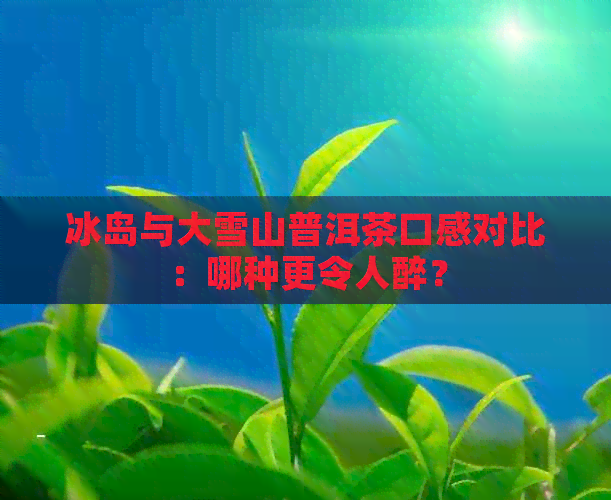 冰岛与大雪山普洱茶口感对比：哪种更令人醉？