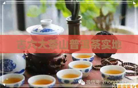 古六大茶山普洱茶实地