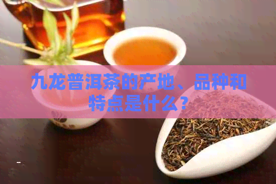 九龙普洱茶的产地、品种和特点是什么？