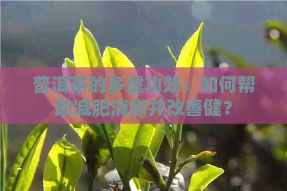 普洱茶的多重功效：如何帮助减肥消脂并改善健？