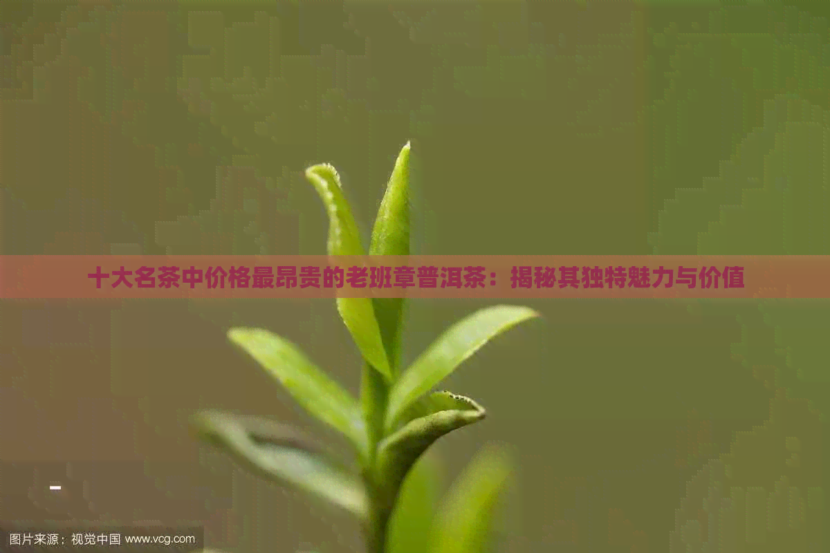 十大名茶中价格最昂贵的老班章普洱茶：揭秘其独特魅力与价值