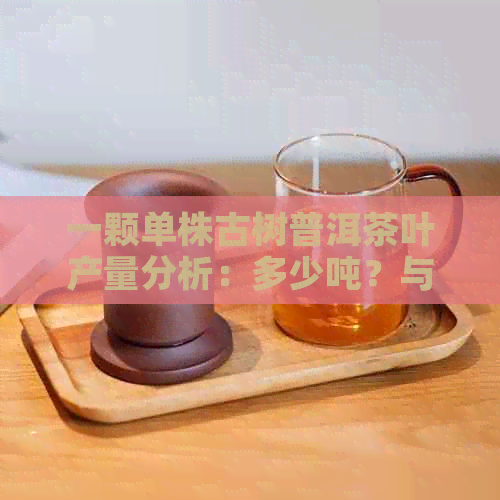 一颗单株古树普洱茶叶产量分析：多少吨？与茶树的关系探讨