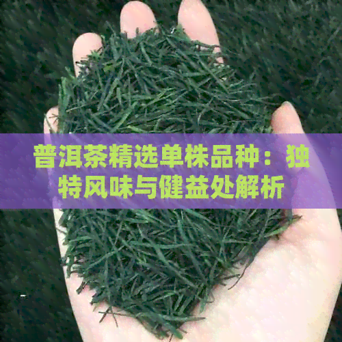 普洱茶精选单株品种：独特风味与健益处解析