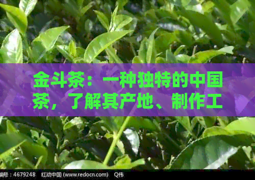 金斗茶：一种独特的中国茶，了解其产地、制作工艺和口感等全方位信息