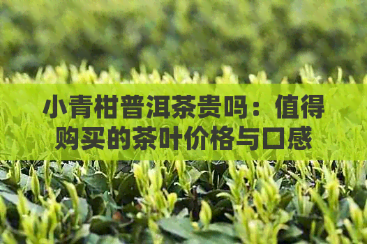 小青柑普洱茶贵吗：值得购买的茶叶价格与口感