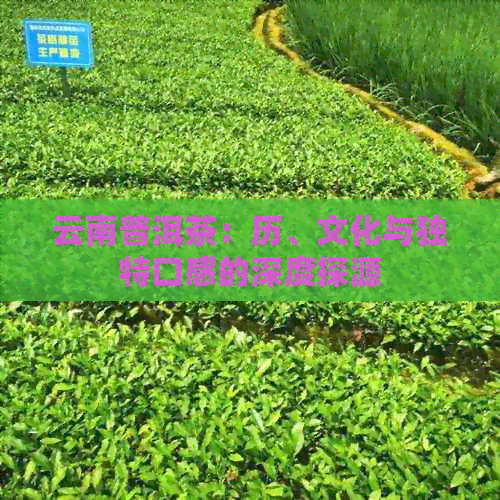 云南普洱茶：历、文化与独特口感的深度探源