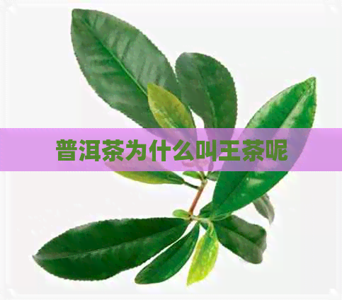 普洱茶为什么叫王茶呢