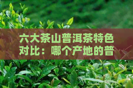 六大茶山普洱茶特色对比：哪个产地的普洱茶更好？