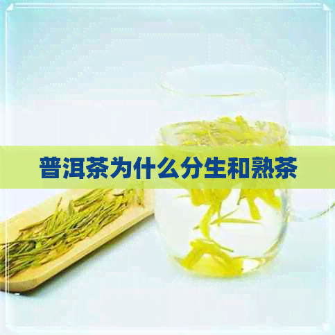 普洱茶为什么分生和熟茶