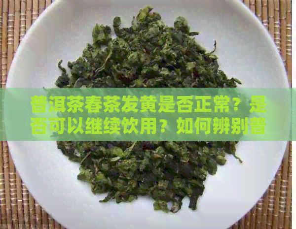 普洱茶春茶发黄是否正常？是否可以继续饮用？如何辨别普洱茶品质？