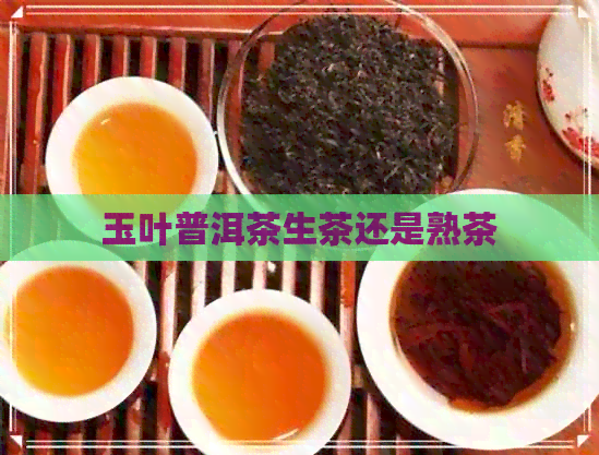 玉叶普洱茶生茶还是熟茶