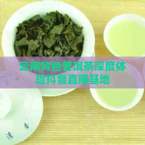 云南特色普洱茶深度体验抖音直播基地