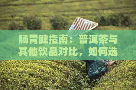 肠胃健指南：普洱茶与其他饮品对比，如何选择最适合您的调理肠胃饮料？