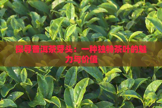 探寻普洱茶芽头：一种独特茶叶的魅力与价值