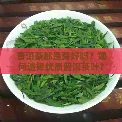 普洱茶都是芽好吗？如何选择优质普洱茶叶？