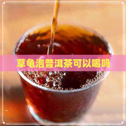 草龟泡普洱茶可以喝吗