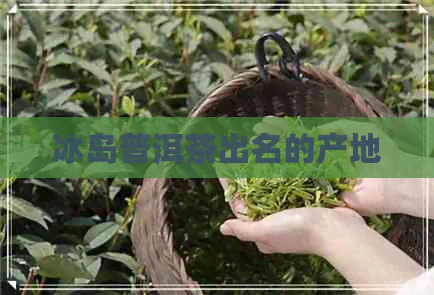 冰岛普洱茶出名的产地