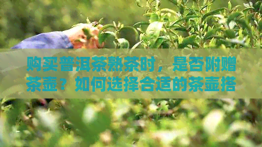 购买普洱茶熟茶时，是否附赠茶壶？如何选择合适的茶壶搭配？