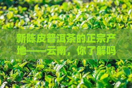 新陈皮普洱茶的正宗产地——云南，你了解吗？