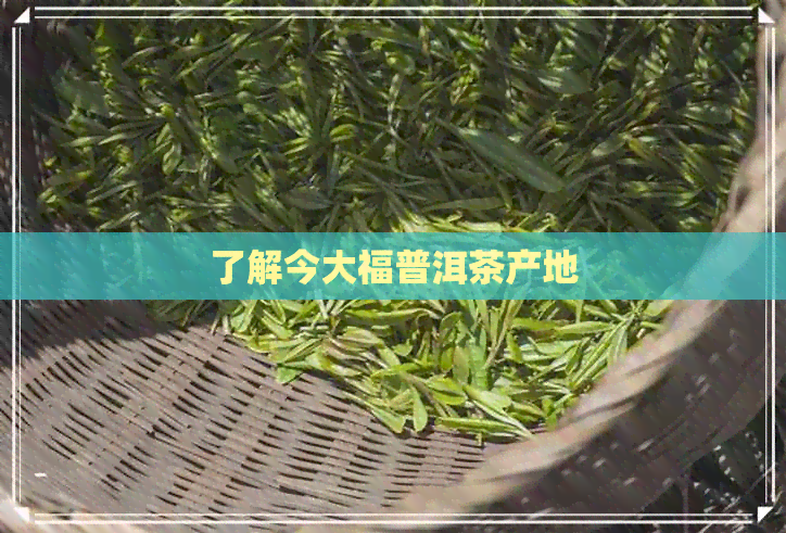 了解今大福普洱茶产地