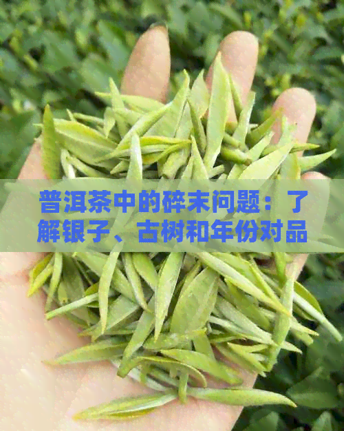 普洱茶中的碎末问题：了解银子、古树和年份对品质的影响