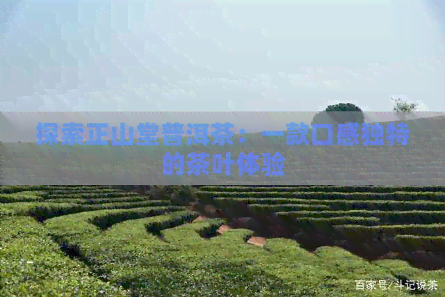 探索正山堂普洱茶：一款口感独特的茶叶体验