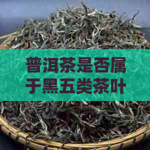 普洱茶是否属于黑五类茶叶：揭秘普洱茶在黑五类茶叶中的地位