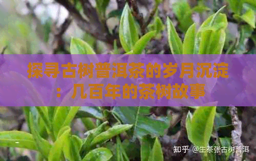 探寻古树普洱茶的岁月沉淀：几百年的茶树故事