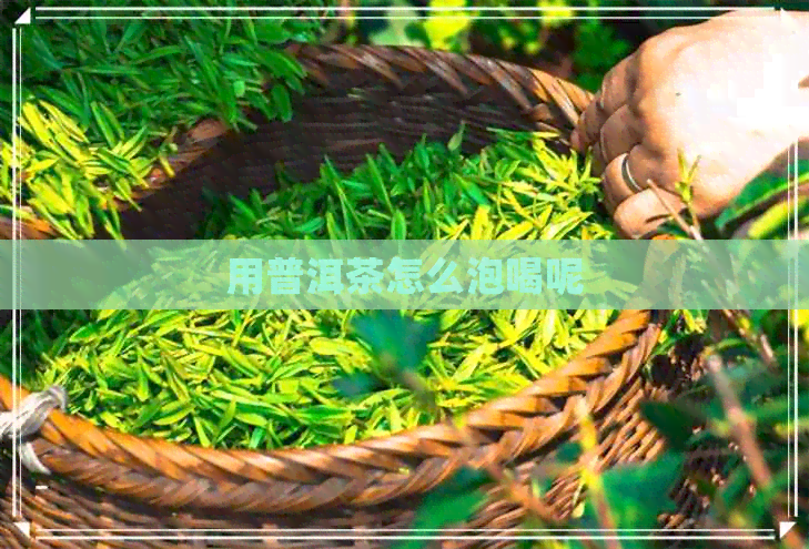 用普洱茶怎么泡喝呢