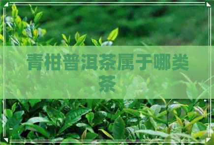 青柑普洱茶属于哪类茶