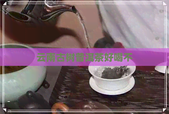 云南古树普洱茶好喝不