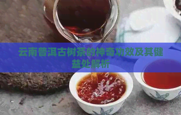 云南普洱古树茶的神奇功效及其健益处解析