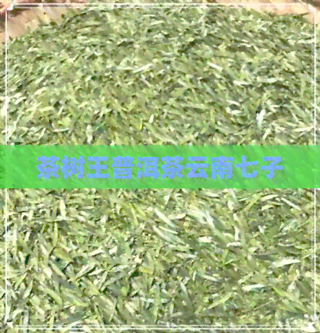 茶树王普洱茶云南七子