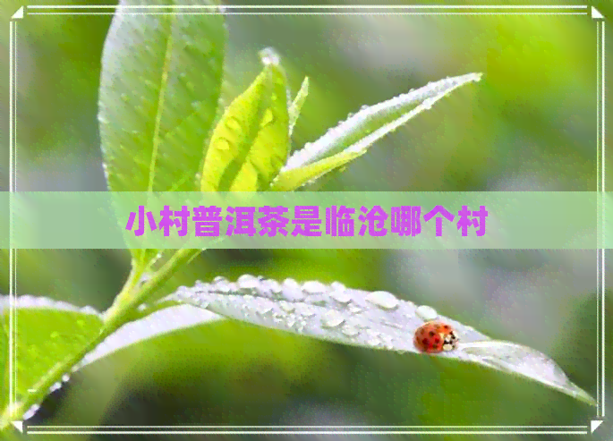 小村普洱茶是临沧哪个村