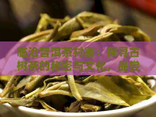 临沧普洱茶村寨：探寻古树茶的秘密与文化，品尝地道的云南茶叶之旅