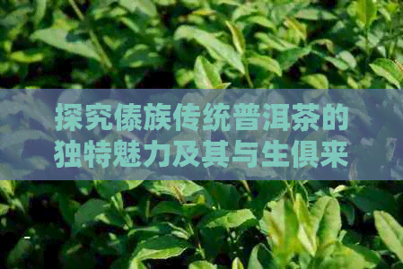 探究傣族传统普洱茶的独特魅力及其与生俱来的特点