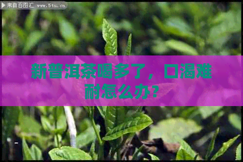 新普洱茶喝多了，口渴难耐怎么办？