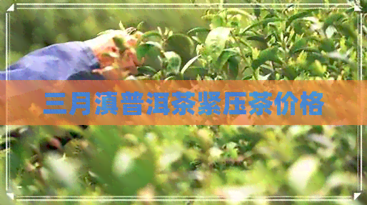 三月滇普洱茶紧压茶价格