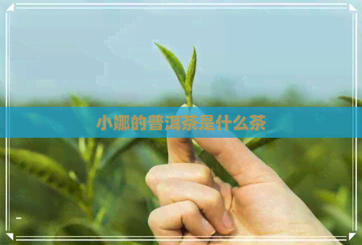 小娜的普洱茶是什么茶