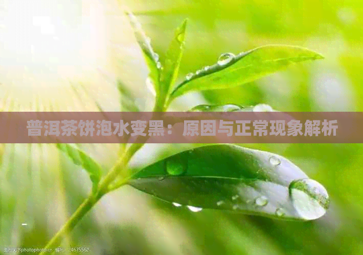 普洱茶饼泡水变黑：原因与正常现象解析