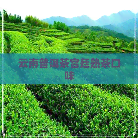 云南普洱茶宫廷熟茶口味