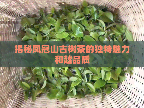 揭秘凤冠山古树茶的独特魅力和越品质