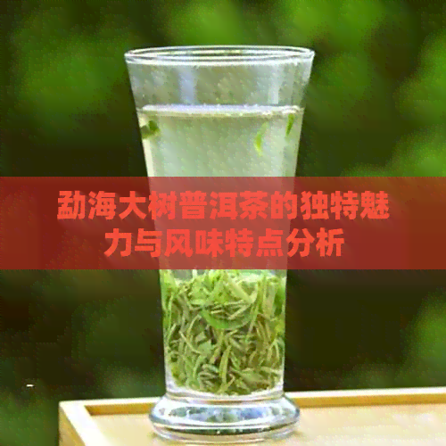 勐海大树普洱茶的独特魅力与风味特点分析