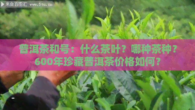 普洱茶和号：什么茶叶？哪种茶种？600年珍藏普洱茶价格如何？