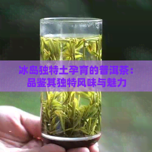 冰岛独特土孕育的普洱茶：品鉴其独特风味与魅力