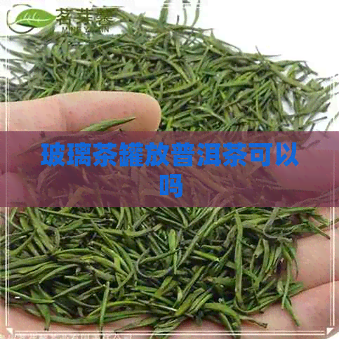 玻璃茶罐放普洱茶可以吗