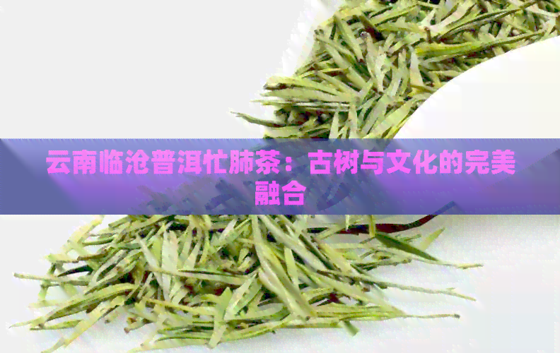 云南临沧普洱忙肺茶：古树与文化的完美融合